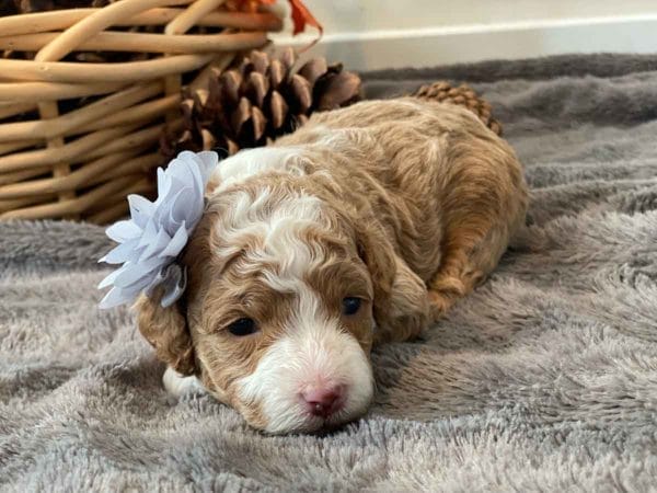 Pinkie Pie - Micro Goldendoodle Girl - Image 7