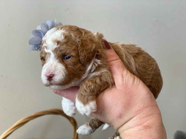 Pinkie Pie - Micro Goldendoodle Girl - Image 5