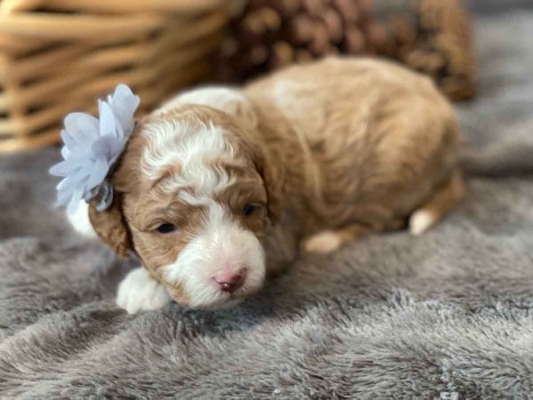 Pinkie Pie - Micro Goldendoodle Girl - Image 4