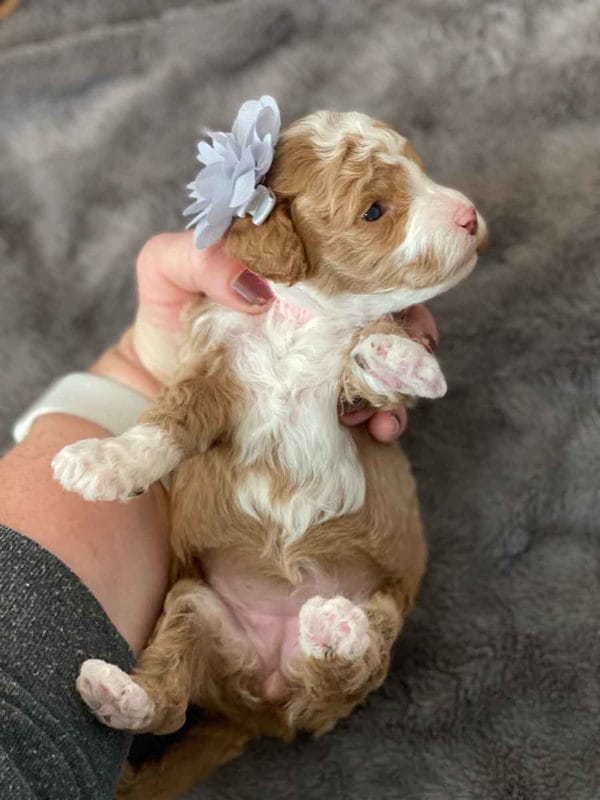 Pinkie Pie - Micro Goldendoodle Girl - Image 3