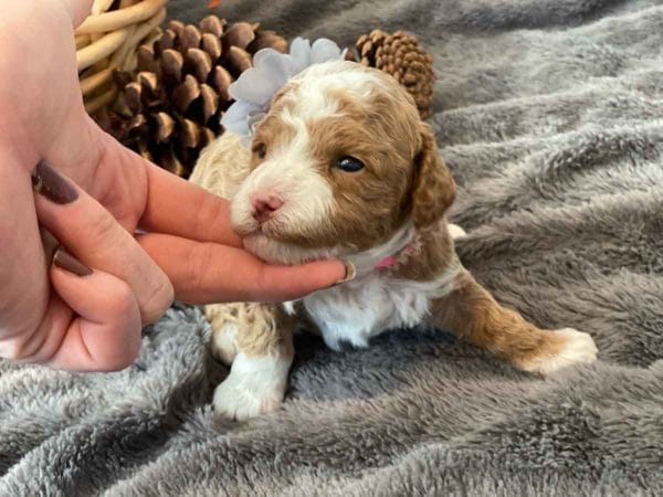 Pinkie Pie - Micro Goldendoodle Girl - Image 2