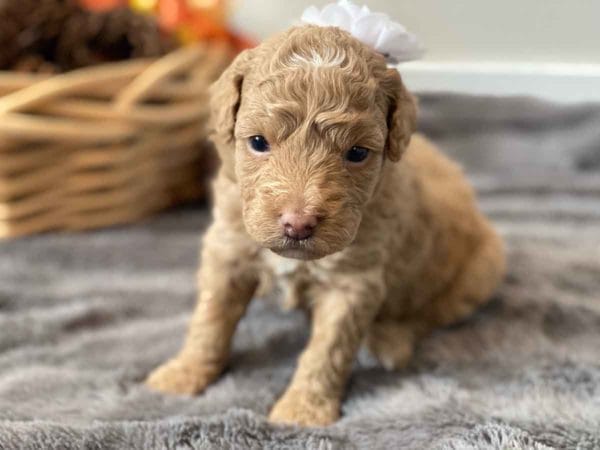 Porcha - Toy Goldendoodle Girl - Image 14