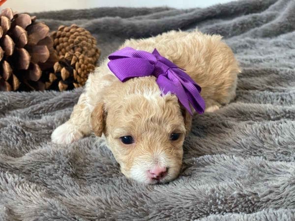 Rainbow Dash - Micro Goldendoodle Girl