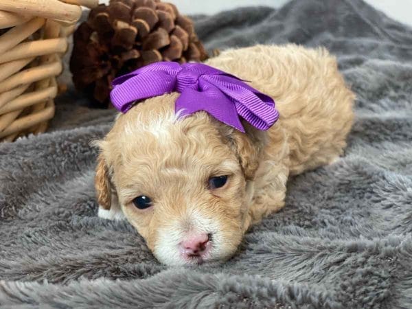 Rainbow Dash - Micro Goldendoodle Girl - Image 11