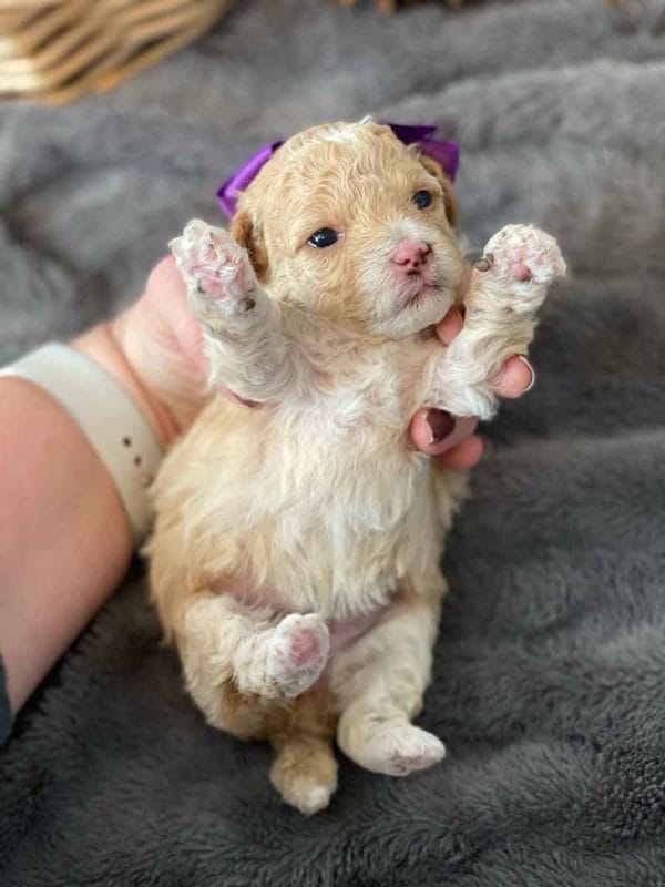 Rainbow Dash - Micro Goldendoodle Girl - Image 8