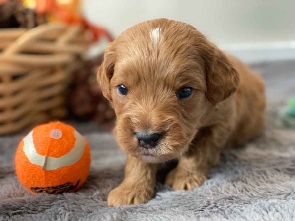 Scooter - Toy Goldendoodle Boy - Image 8