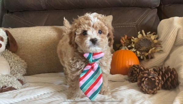 Salted Caramel -Teacup Cavapoo Boy