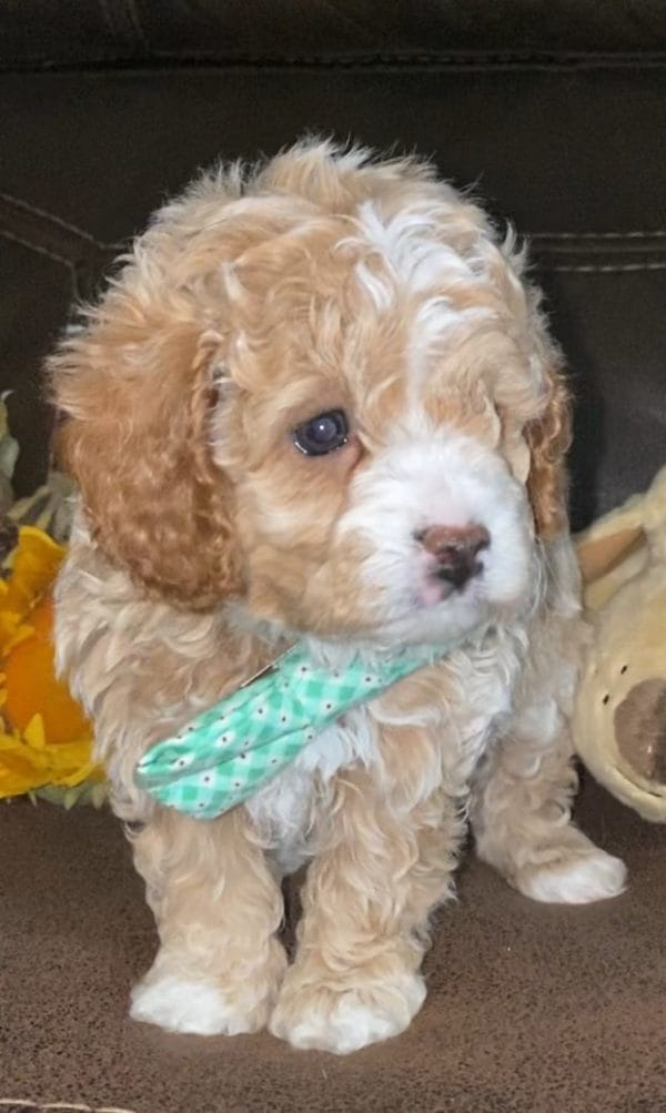 Salted Caramel -Teacup Cavapoo Boy - Image 6