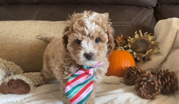 Salted Caramel -Teacup Cavapoo Boy - Image 12