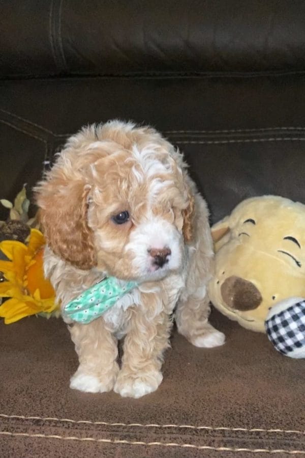 Salted Caramel -Teacup Cavapoo Boy - Image 9