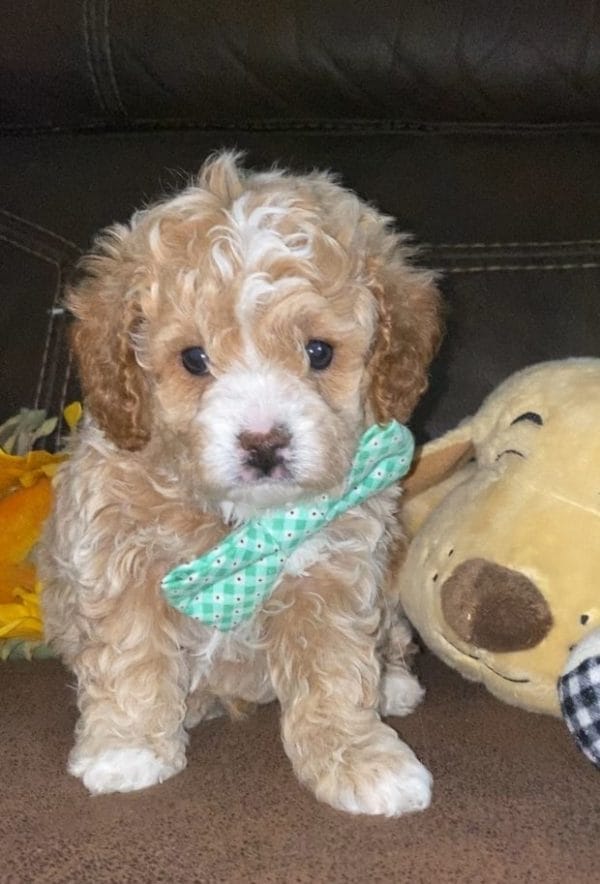 Salted Caramel -Teacup Cavapoo Boy - Image 8