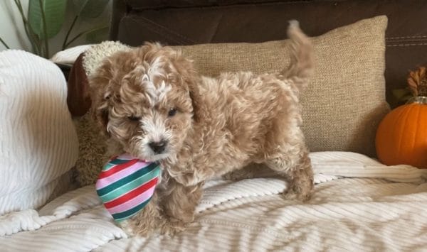 Salted Caramel -Teacup Cavapoo Boy - Image 16