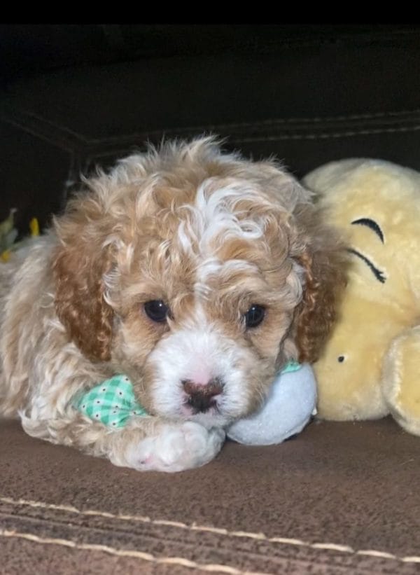 Salted Caramel -Teacup Cavapoo Boy - Image 7