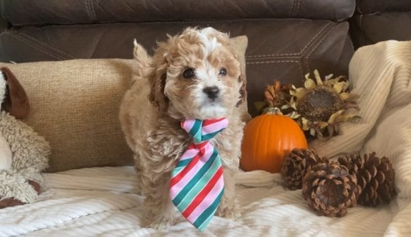 Salted Caramel -Teacup Cavapoo Boy - Image 13