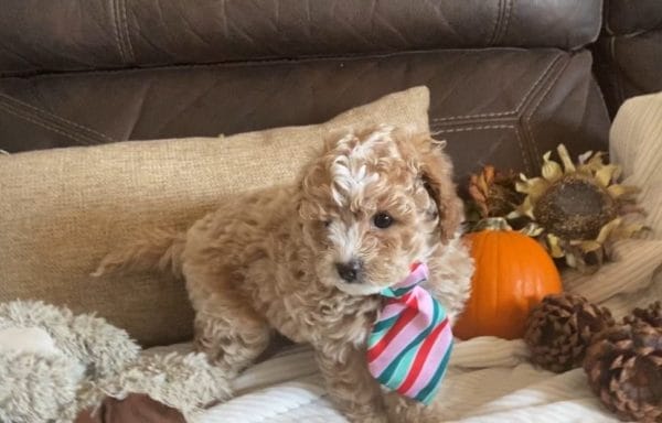 Salted Caramel -Teacup Cavapoo Boy - Image 14