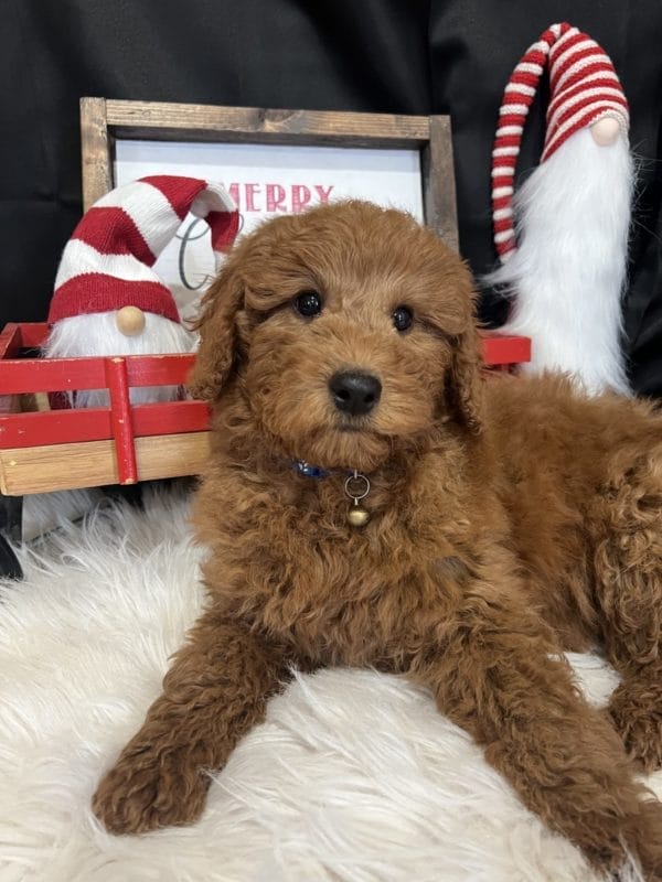 Pez - Mini Goldendoodle Boy - Image 8