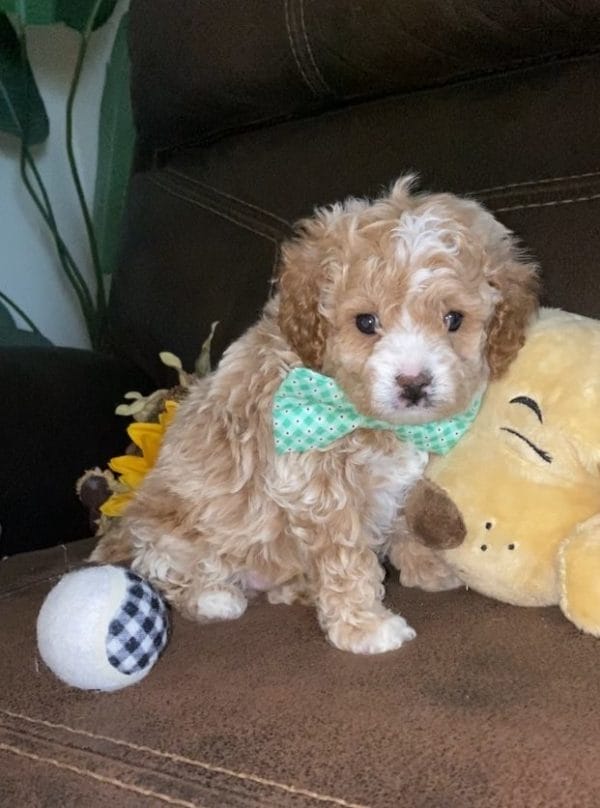 Salted Caramel -Teacup Cavapoo Boy - Image 10