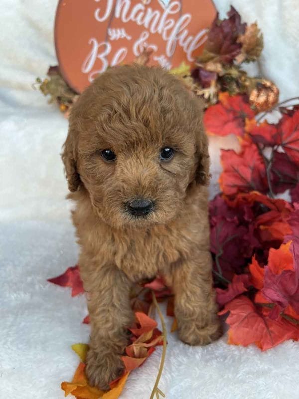 Honey - Mini Goldendoodle Girl