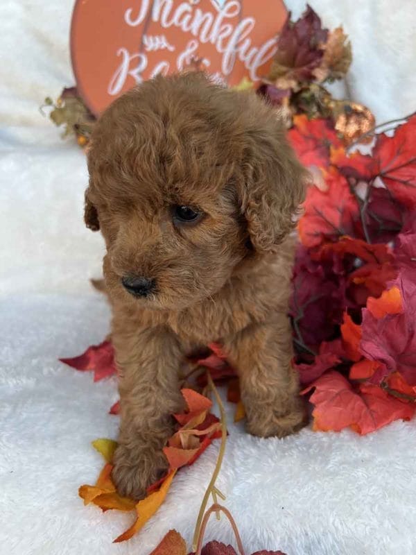 Honey - Mini Goldendoodle Girl - Image 6