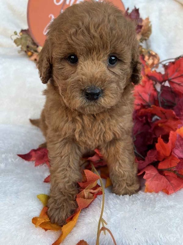 Honey - Mini Goldendoodle Girl - Image 5