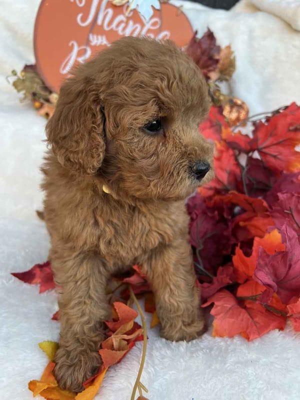 Honey - Mini Goldendoodle Girl - Image 4