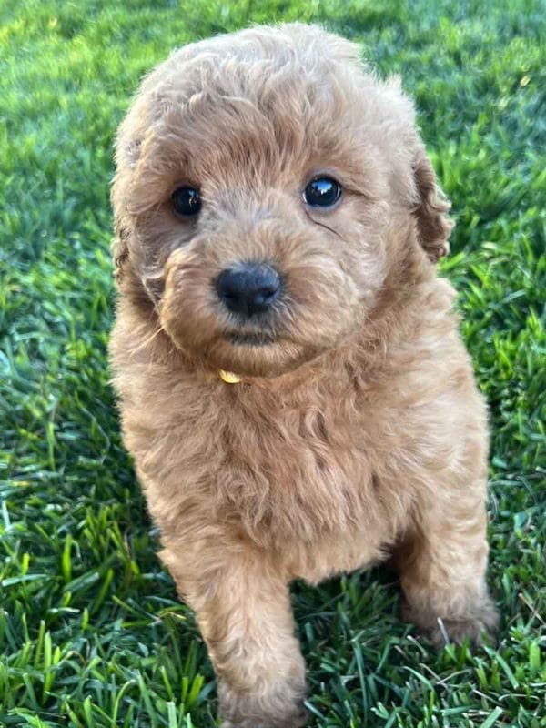 Honey - Mini Goldendoodle Girl - Image 3