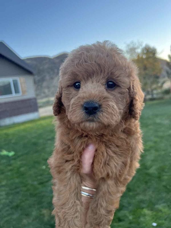 Honey - Mini Goldendoodle Girl - Image 2