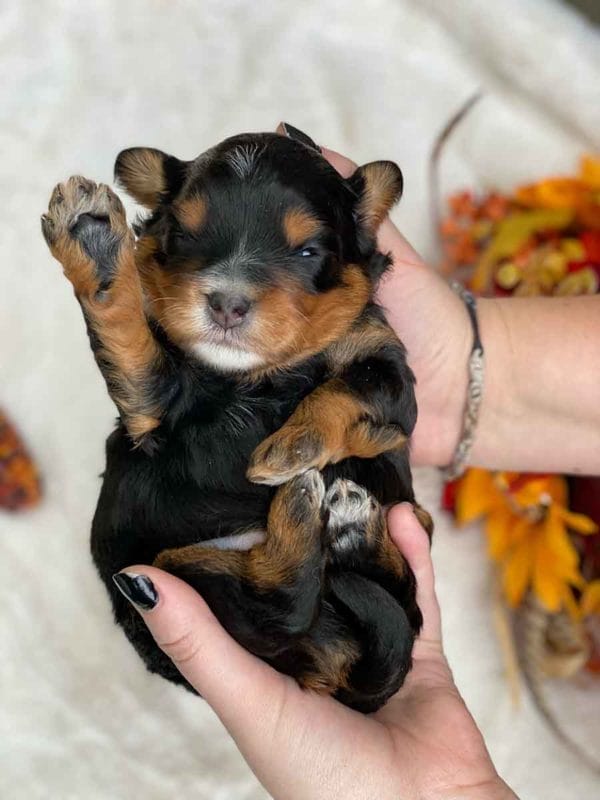 Mini Bernedoodle- Teacup Bernedoodle - Micro Bernedoodle puppy