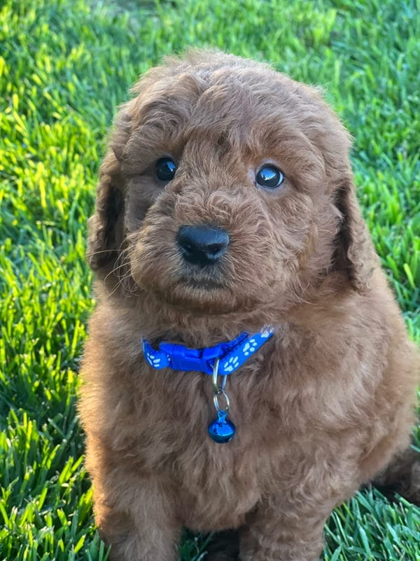 Pez - Mini Goldendoodle Boy - Image 3