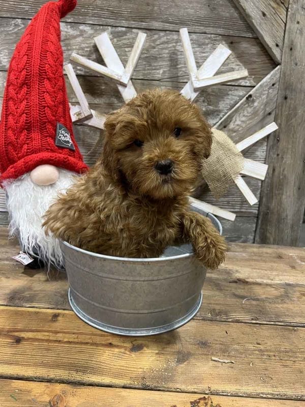 Ash - Mini Goldendoodle Boy