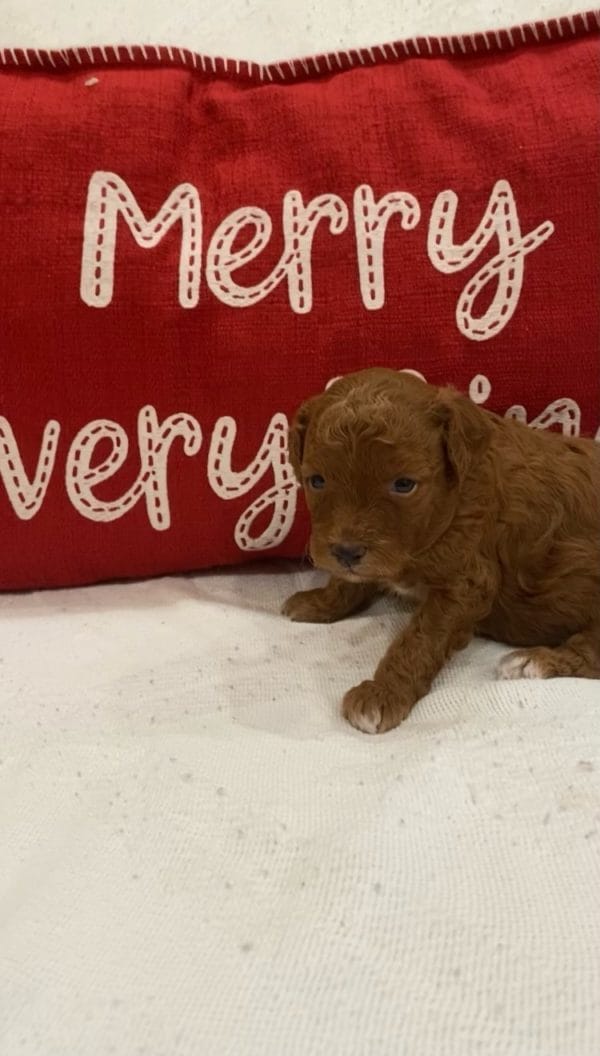 Micro Goldendoodle