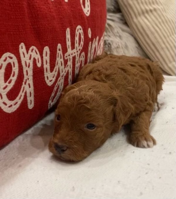 Big Ben - Micro Goldendoodle Boy - Image 3