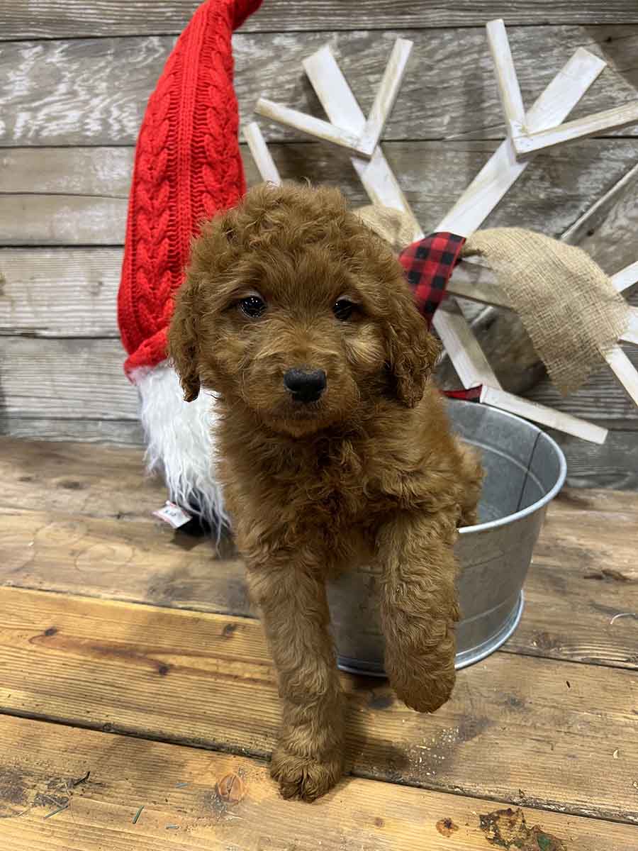Casper - Mini Goldendoodle Boy