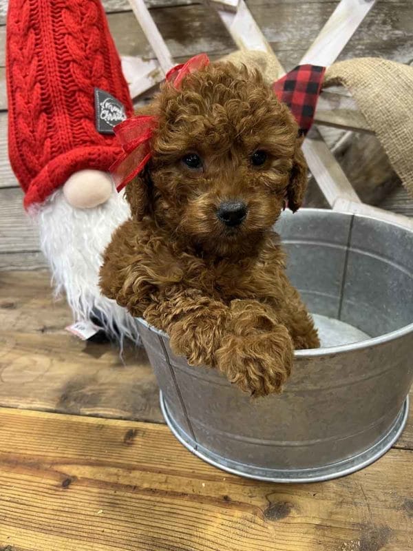 Charity - Mini Goldendoodle Girl