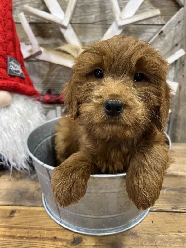 Hickory - Mini Goldendoodle Boy