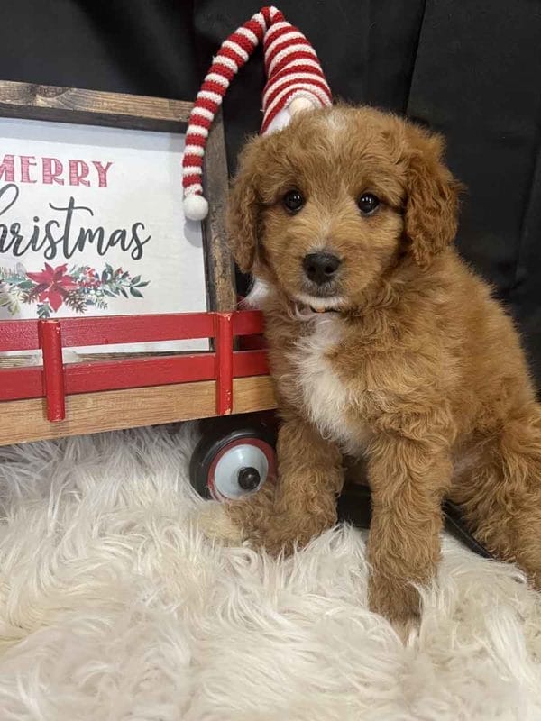 Mini Goldendoodle