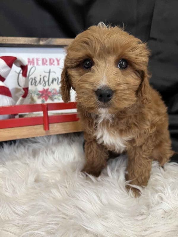 Monica - Mini Goldendoodle Girl - Image 3