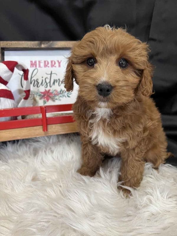 Mini Golden doodle