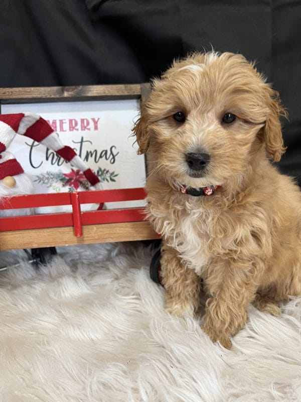 Ross - Mini Goldendoodle Boy