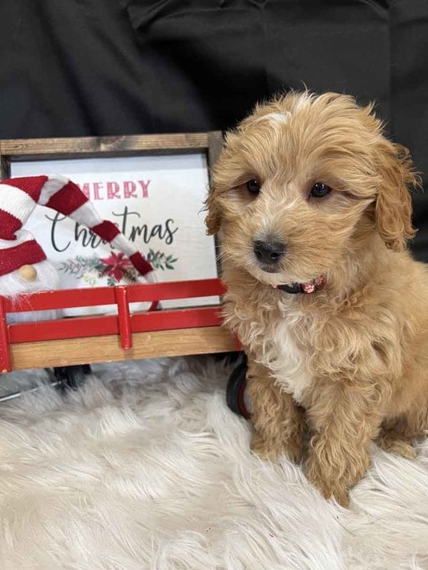 Ross - Mini Goldendoodle Boy - Image 2