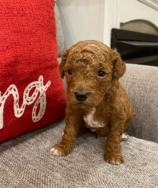 Micro Goldendoodle