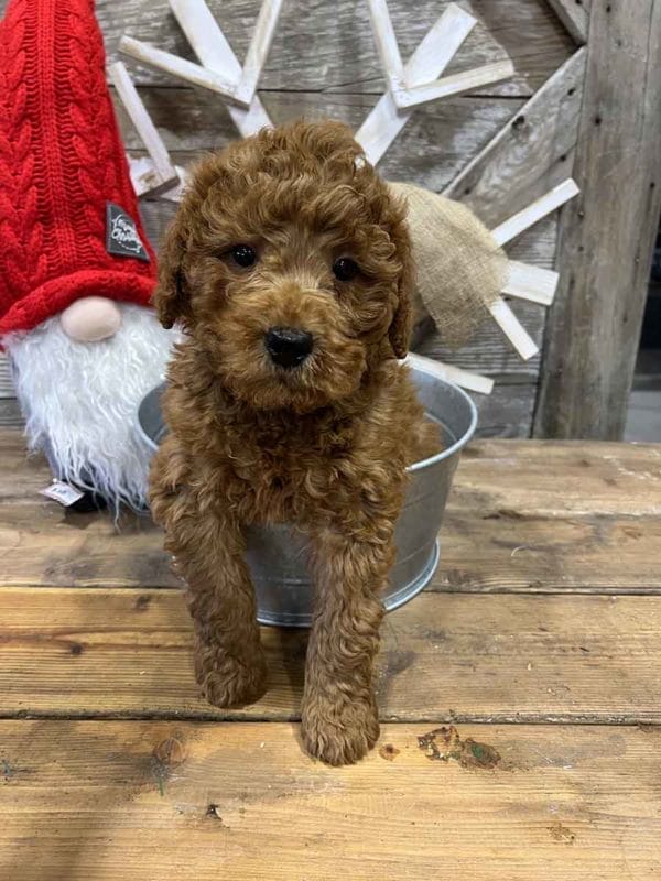 Wishbone - Mini Goldendoodle Boy