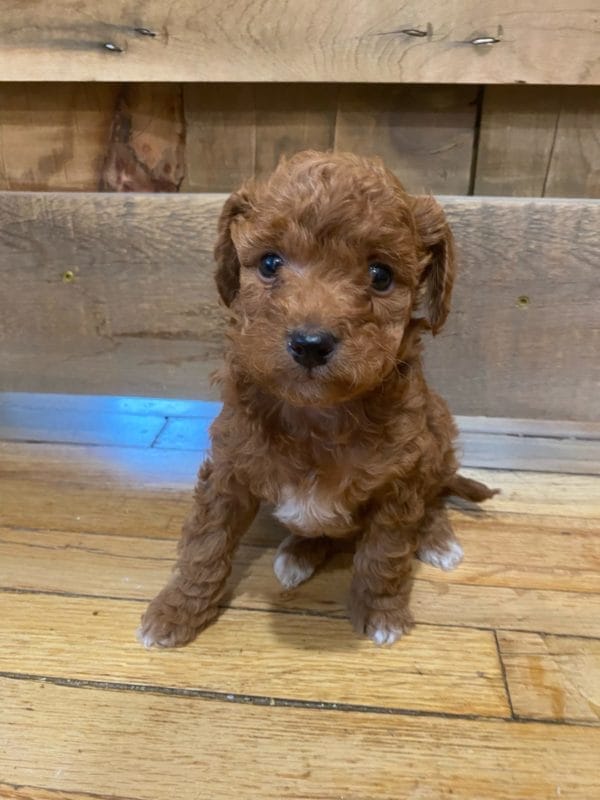 Big Ben - Micro Goldendoodle Boy - Image 6