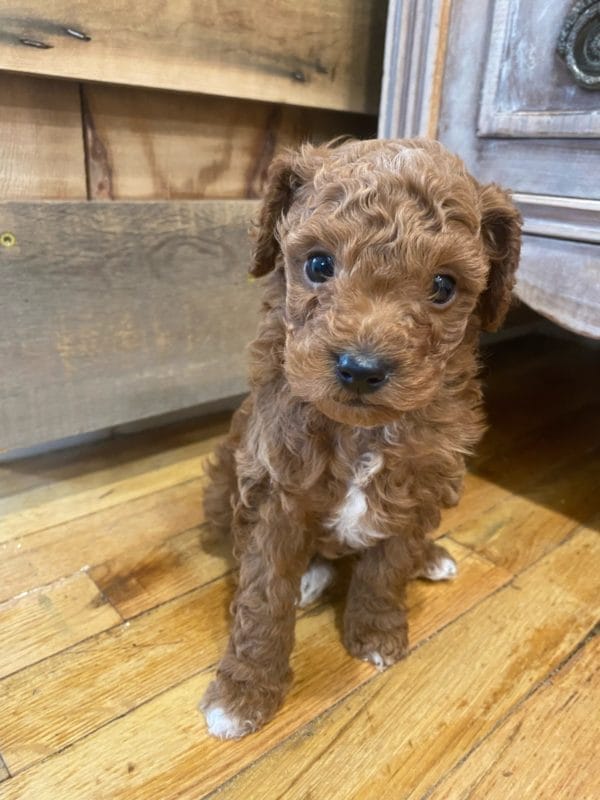 Tiny Tim - Micro Goldendoodle Boy - Image 7