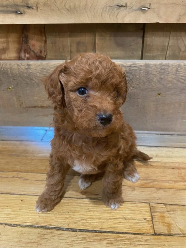 Big Ben - Micro Goldendoodle Boy