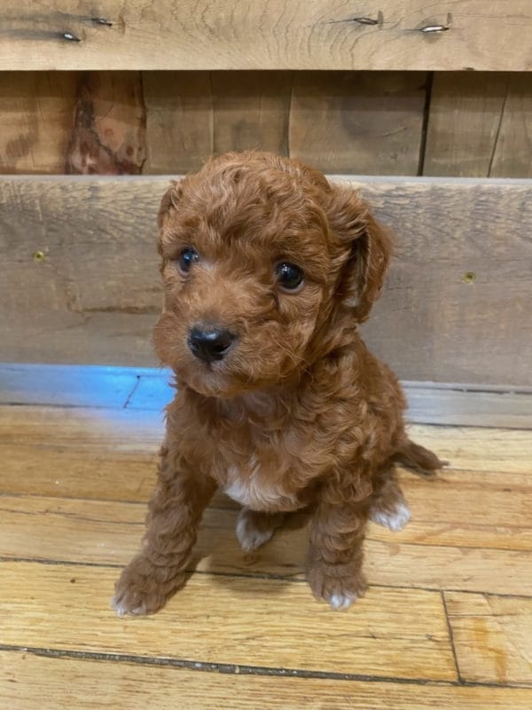 Big Ben - Micro Goldendoodle Boy - Image 8