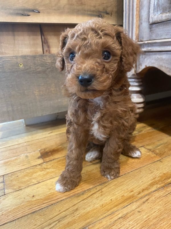 Tiny Tim - Micro Goldendoodle Boy