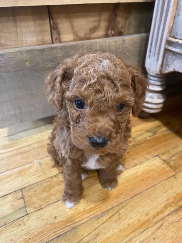 Tiny Tim - Micro Goldendoodle Boy - Image 9