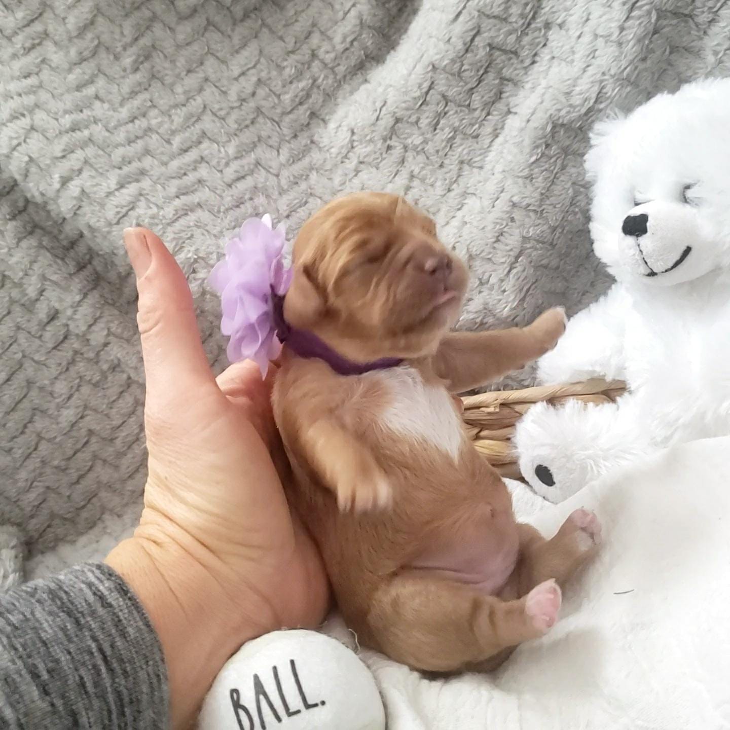 Peggy Lou - Micro Cavapoo Girl - Image 3