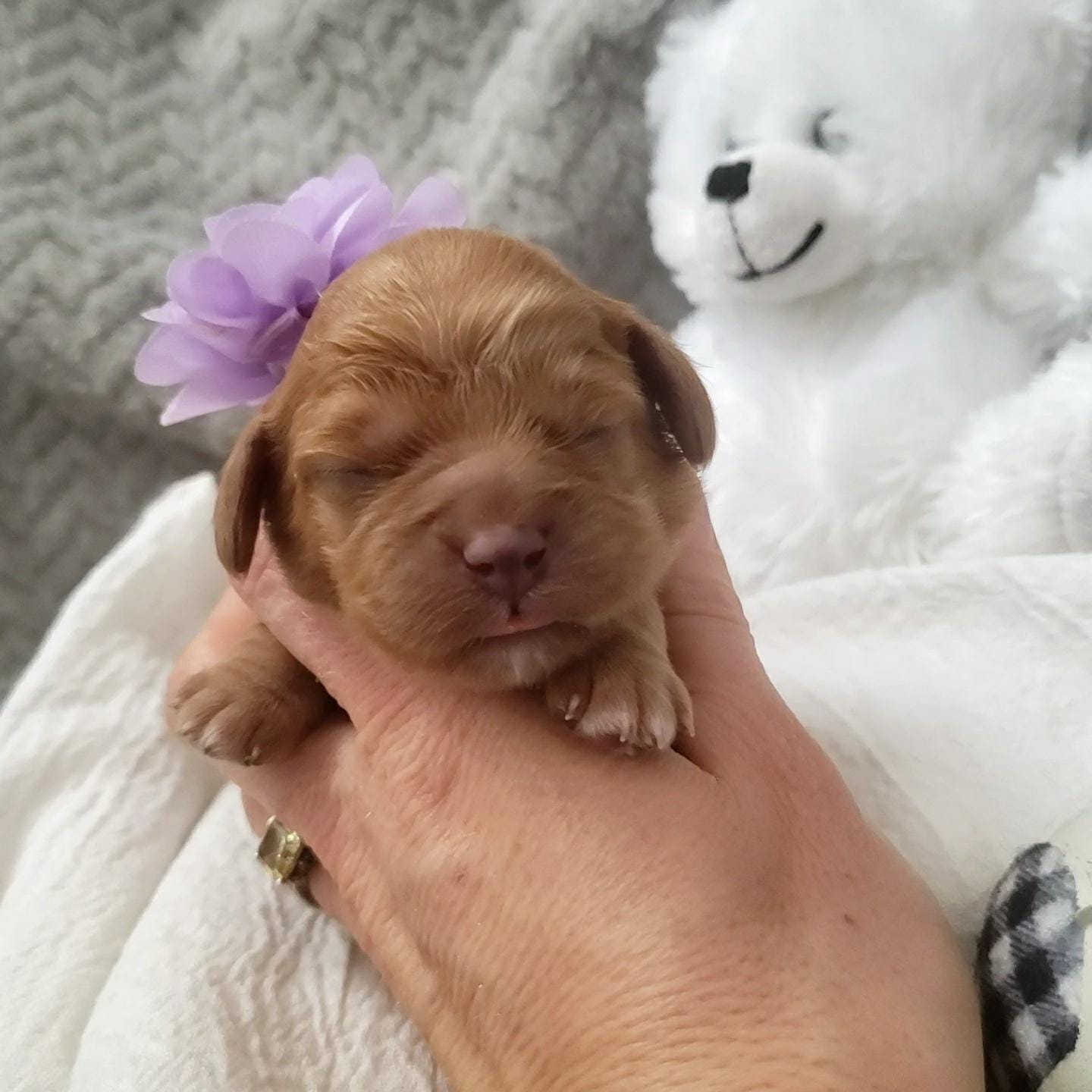 Peggy Lou - Micro Cavapoo Girl - Image 5